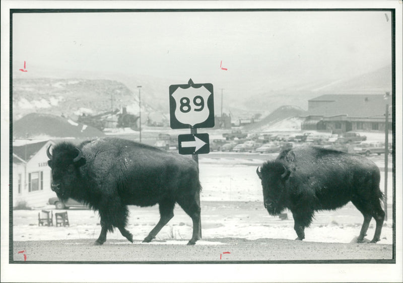 Buffalo kill. - Vintage Photograph