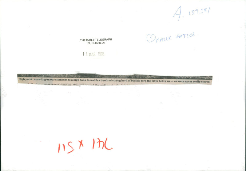 Buffalo: - Vintage Photograph