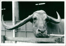 Buffalo - Vintage Photograph