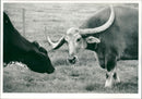 Buffalo - Vintage Photograph
