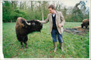 Buffalo:Arthur Hazlerigg. - Vintage Photograph