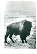 Buffalo. - Vintage Photograph