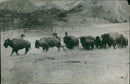 Buffalo: rounding up. - Vintage Photograph
