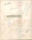 Buffalo: london zoos new baby. - Vintage Photograph