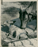 Buffalo: london zoos new baby. - Vintage Photograph
