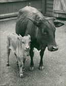 Buffalo: easter baby was the anoa. - Vintage Photograph