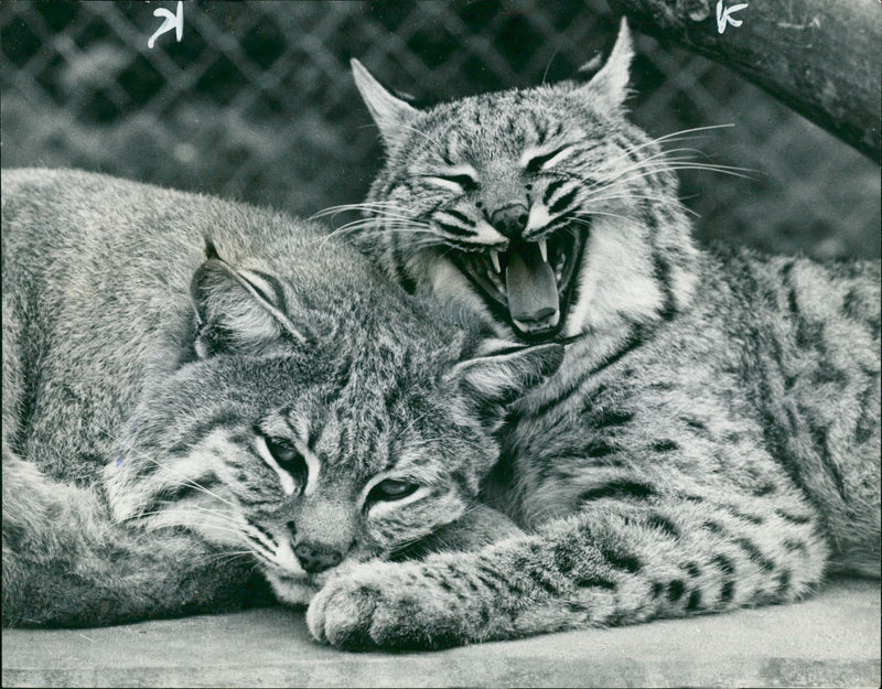 Animal: Bobcats - Vintage Photograph