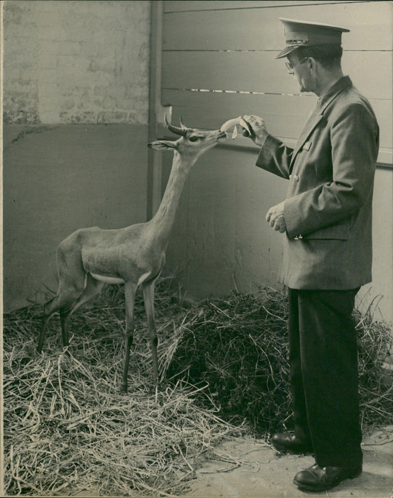 Antelope with W. "Cotterill - Vintage Photograph