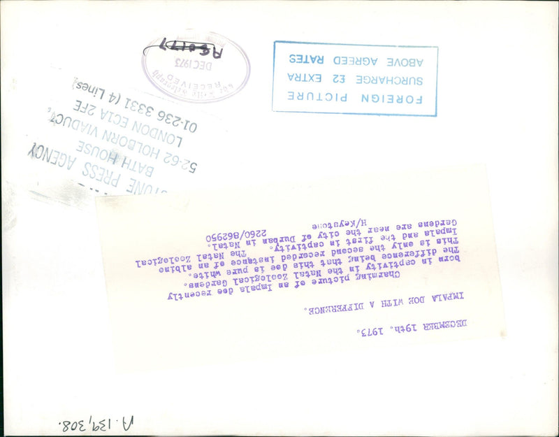 Antelope - Vintage Photograph