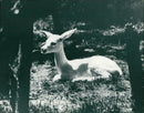 Antelope - Vintage Photograph