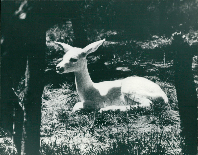 Antelope - Vintage Photograph