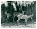 Antelope - Vintage Photograph