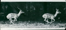Antelope - Vintage Photograph