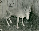 Antelope - Vintage Photograph