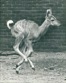 Antelope - Vintage Photograph