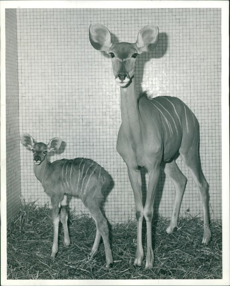 Antelope - Vintage Photograph