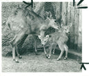 Antelope - Vintage Photograph