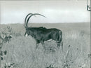 Antelope - Vintage Photograph