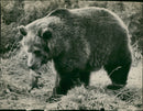 Brown bear: - Vintage Photograph