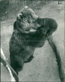Brown bear:eeny meeny and miny. - Vintage Photograph