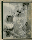 Brown bear: - Vintage Photograph