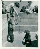 Brown bear: a woolly monkey paying. - Vintage Photograph