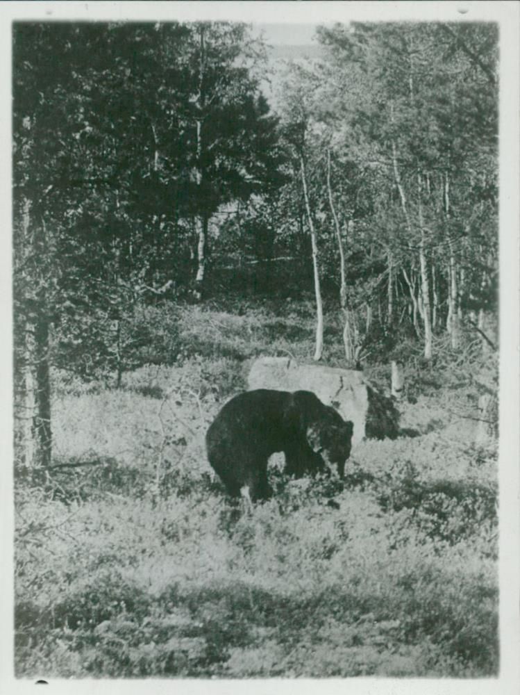 Brown bear: - Vintage Photograph