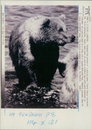 Brown bear: a grizzly. - Vintage Photograph