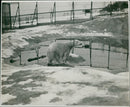 Brown bear: - Vintage Photograph