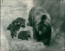 Brown bear: wilma a kodiak bear. - Vintage Photograph