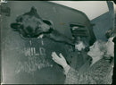 Brown bear:in vans strike at child. - Vintage Photograph