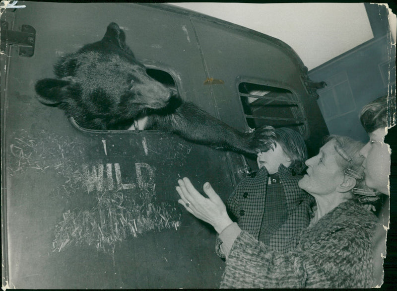 Brown bear:in vans strike at child. - Vintage Photograph