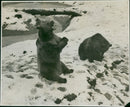 Brown bear: - Vintage Photograph