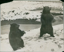 Brown bear: - Vintage Photograph