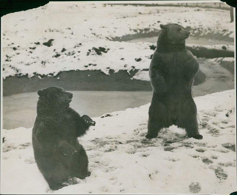 Brown bear: - Vintage Photograph