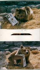 Brown bear: - Vintage Photograph