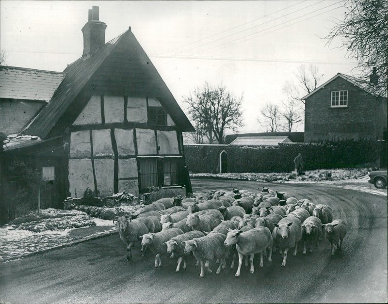 Animal Sheep: - Vintage Photograph