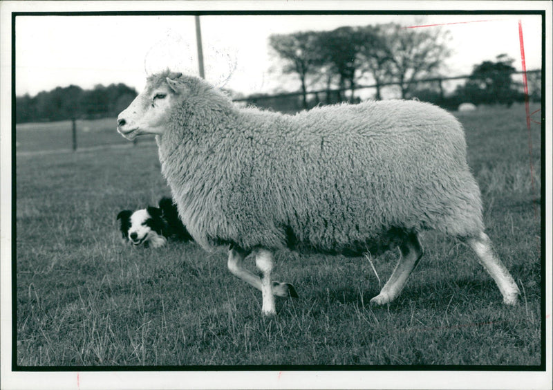 Animal Sheep: - Vintage Photograph