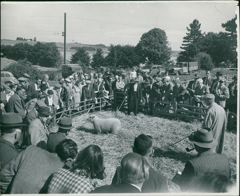 Animal Sheep:the anual show and sale - Vintage Photograph