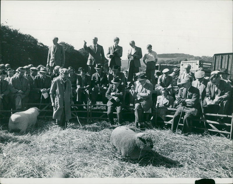 Animal Sheep:the anual show and sale - Vintage Photograph