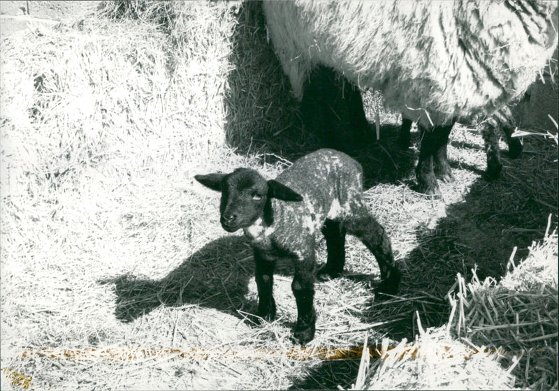 Animal Sheep: - Vintage Photograph