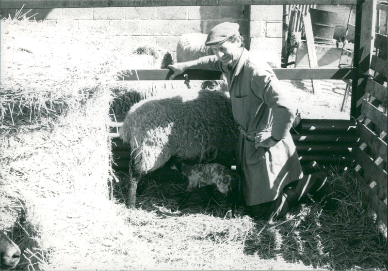 Animal Sheep:Augustine - Vintage Photograph