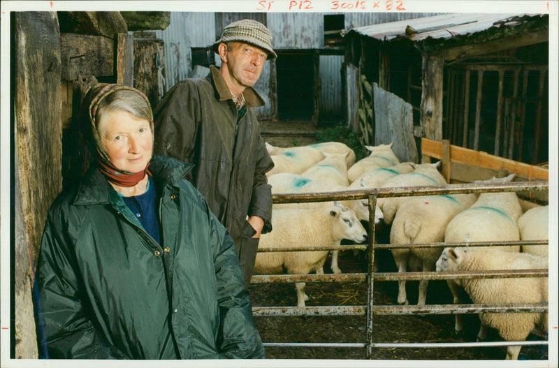 Animal Sheep: - Vintage Photograph