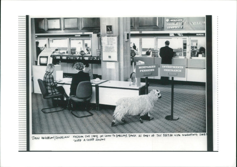 Animal Sheep: - Vintage Photograph