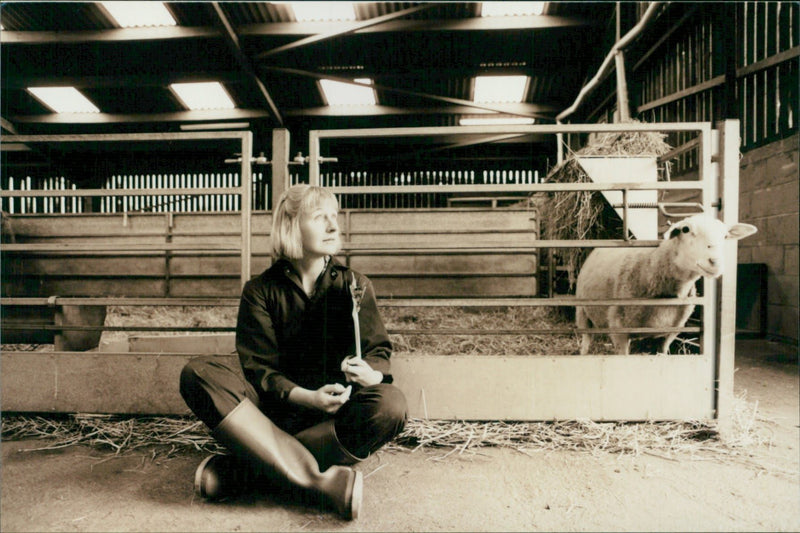 Animal Sheep: - Vintage Photograph