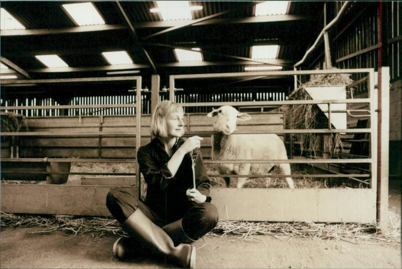 Animal Sheep: - Vintage Photograph