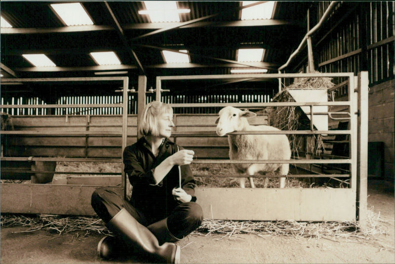 Animal Sheep: - Vintage Photograph