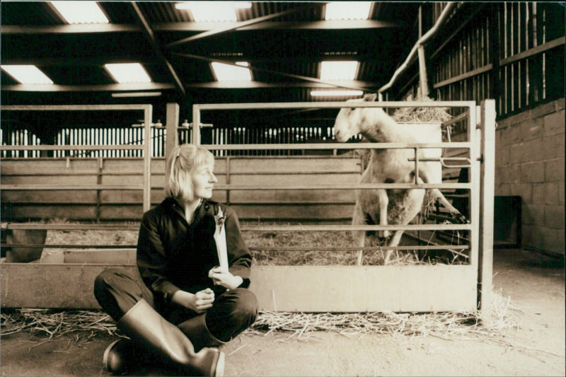 Animal Sheep: - Vintage Photograph