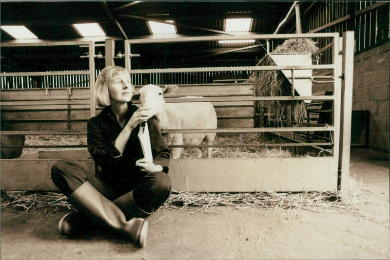 Animal Sheep: - Vintage Photograph