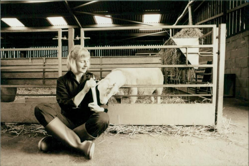 Animal Sheep: - Vintage Photograph